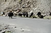 yaks